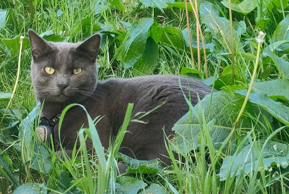 Vermisstmeldung Katze Männliche , 1 jahre Montreuil Frankreich