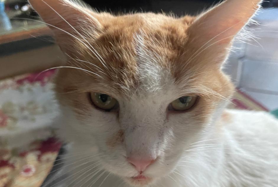 Disappearance alert Cat miscegenation Male , 4 years Neuilly-Plaisance France Disappearance alert Cat miscegenation Male , 4 years Neuilly-Plaisance France