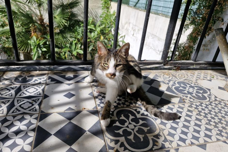 Alerta de Desaparición Gato cruce Hembra , 5 años Noisy-le-Sec Francia Alerta de Desaparición Gato cruce Hembra , 5 años Noisy-le-Sec Francia