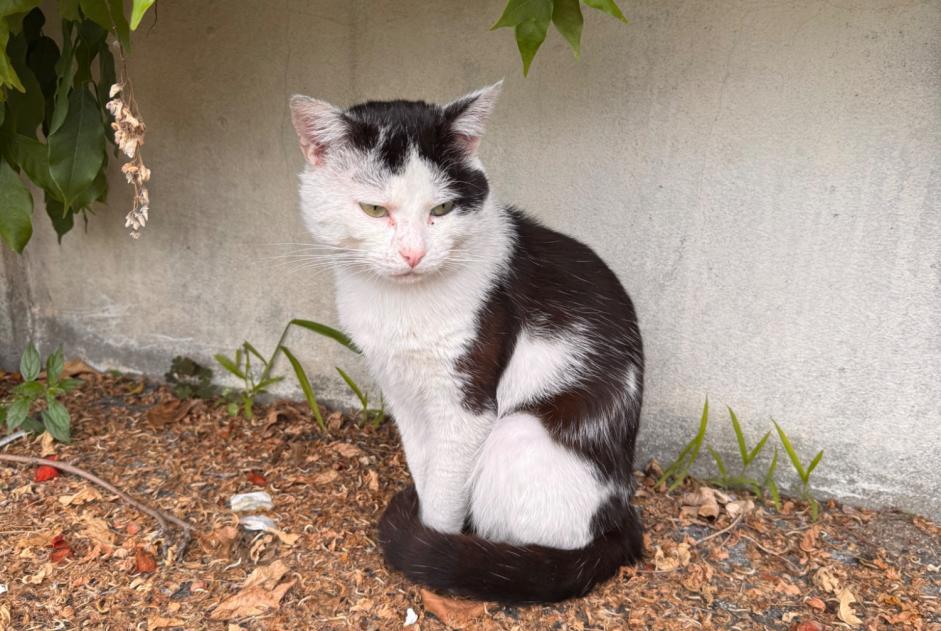 Alerte Découverte Chat Mâle Saint-Denis France
