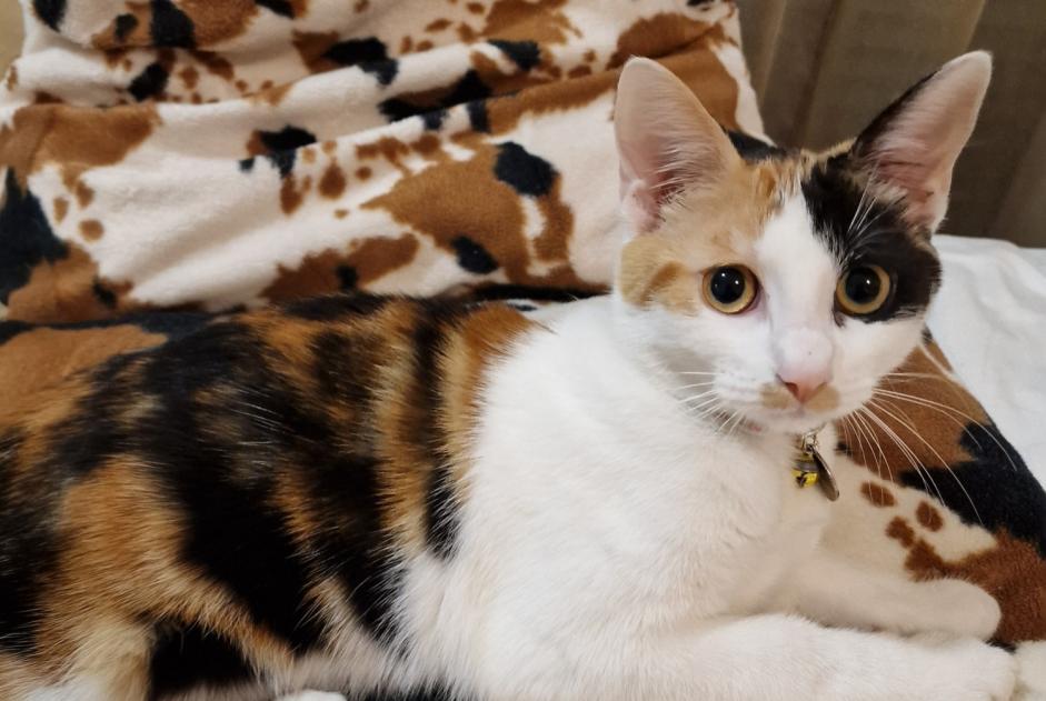 Alerte Disparition Chat Femelle , 1 ans Montfermeil France Alerte Disparition Chat Femelle , 1 ans Montfermeil France