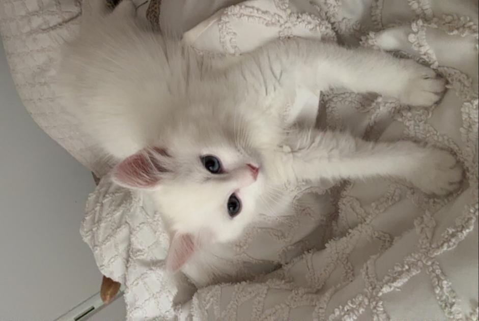 Avviso scomparsa Gatto Maschio , 0 anni Tremblay-en-France Francia Avviso scomparsa Gatto Maschio , 0 anni Tremblay-en-France Francia