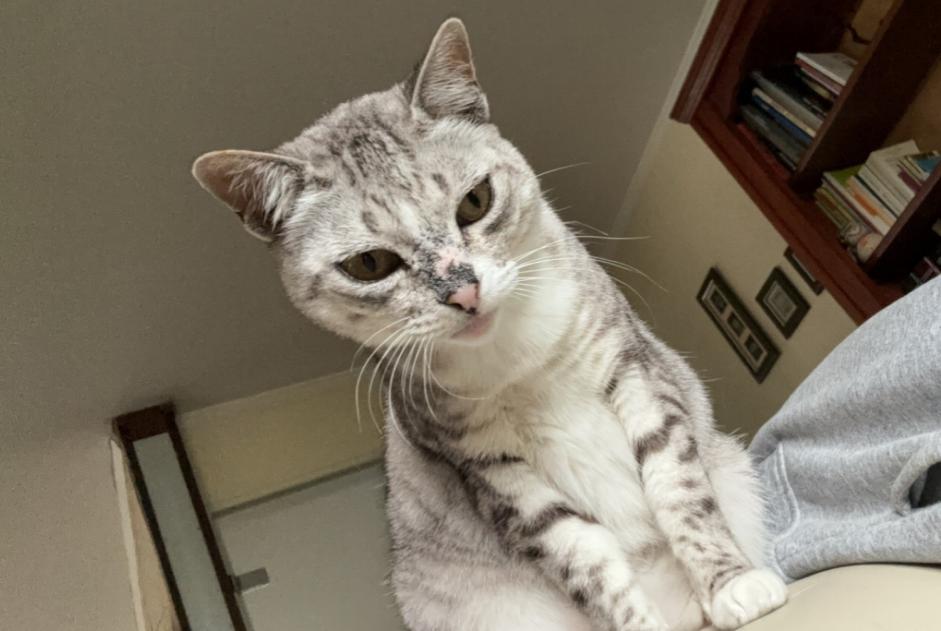 Alerta desaparecimento Gato cruzamento  Fêmea , 12 anos Gagny France