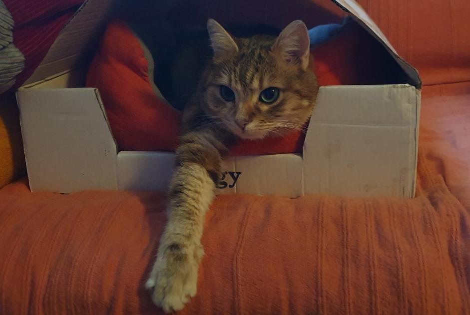 Alerta desaparecimento Gato Fêmea , 3 anos Drancy France Alerta desaparecimento Gato Fêmea , 3 anos Drancy France
