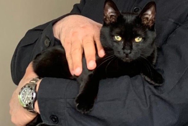 Alerta desaparecimento Gato Fêmea , 3 anos Montreuil France Alerta desaparecimento Gato Fêmea , 3 anos Montreuil France